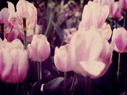 Spring Flowers 5