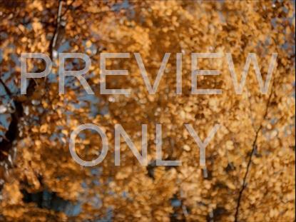 Golden Background Falling Leaves