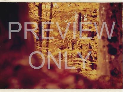 Fall Leaves Montage Retro 7