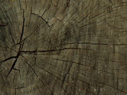 Wood And Particle Loop 3