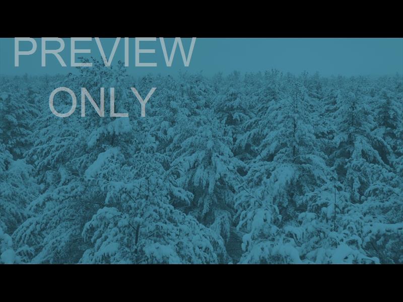 Winter Woods Ice Blue Still