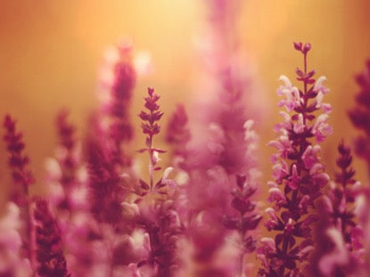 Vibrant Blooms Motion 1