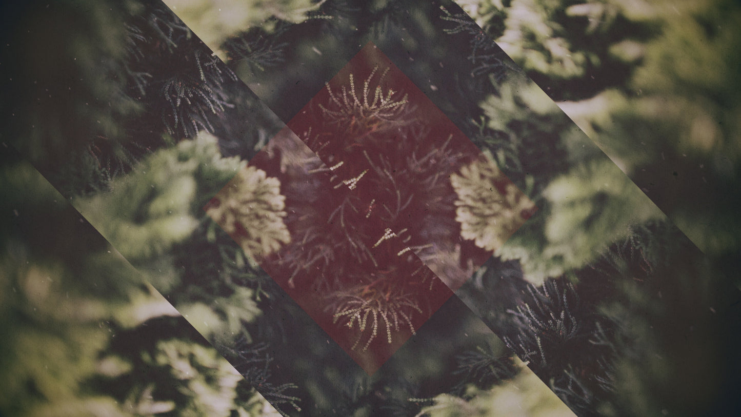 Christmas Forest 01 Still