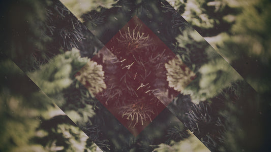 Christmas Forest 01 Still
