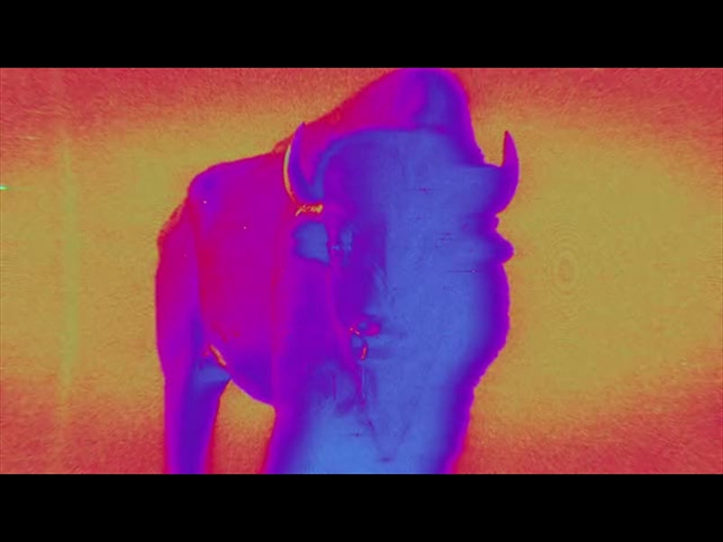 Bible Animals 2 Buffalo Color Map