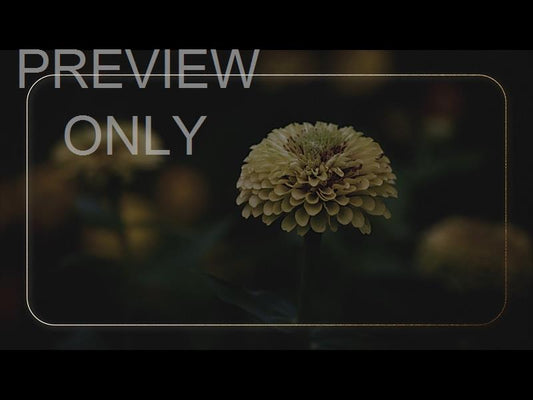 Ebony Floral: Still 01