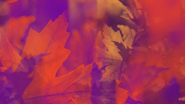 Fall Reflections 07
