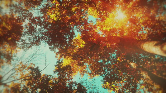 Autumn Canopies 9 Still