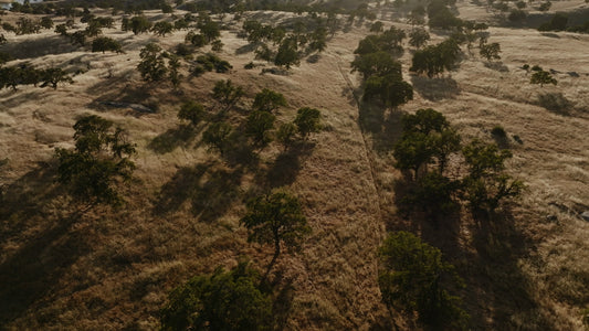 Golden Pastures Still 09