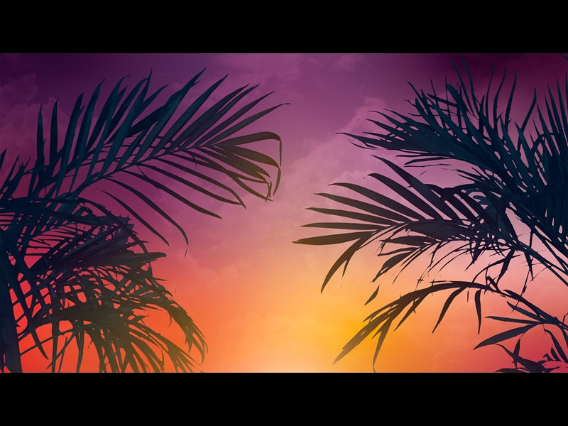Sun Palms 5