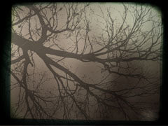 Branch 2