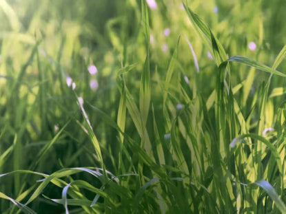 Spring Green Field
