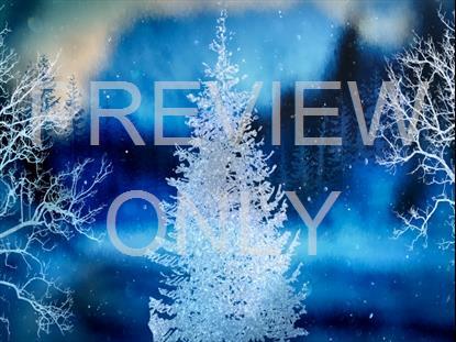 Christmas Woods 13 Still