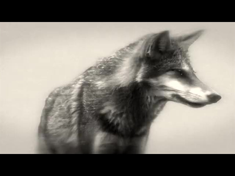 Bible Animals 2 Wolf Bw
