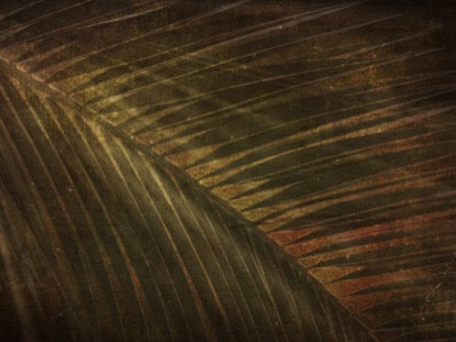 Ancient Palm 2