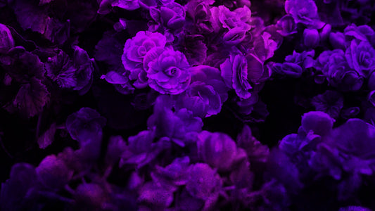 Floral Paint 09