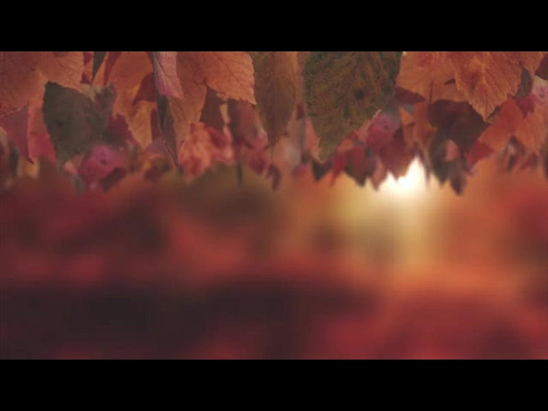 Harvest Leaves Sway 01