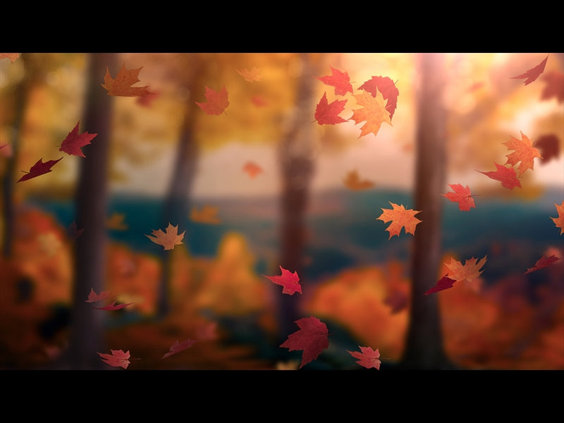 Fall Woods 12