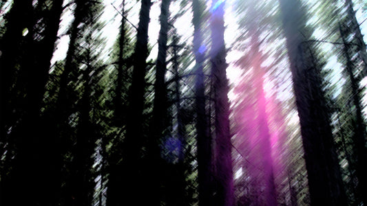 Dark Forest