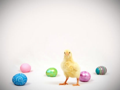 Baby Chick Easter Eggs