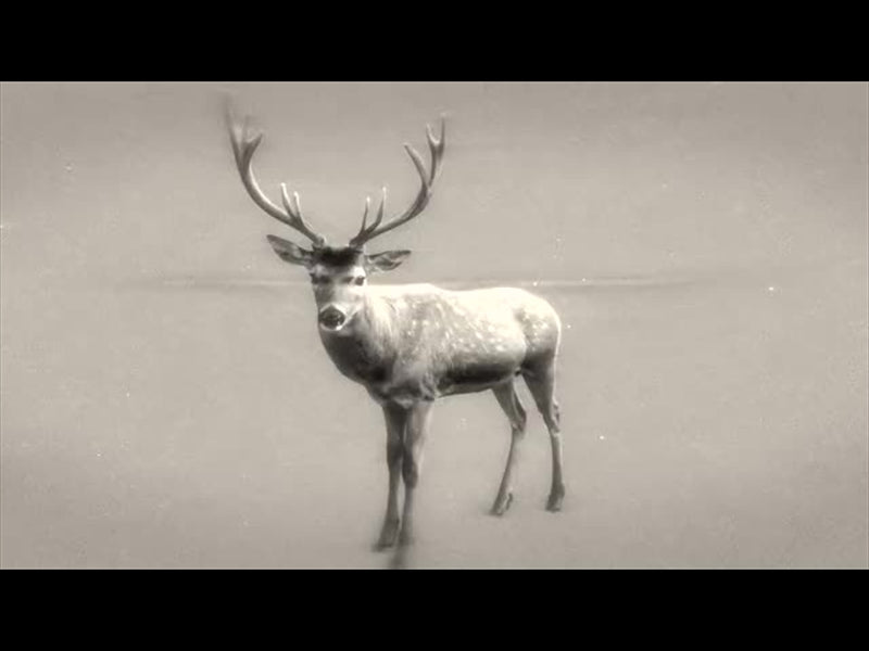 Bible Animals 2 Deer Bw