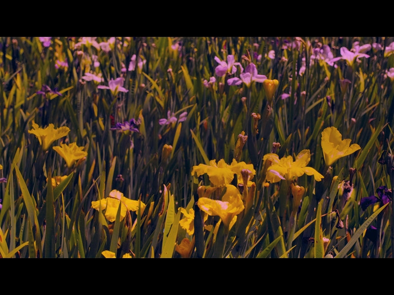 Mothers Day Garden 5