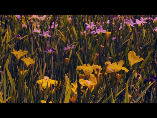 Mothers Day Garden 5