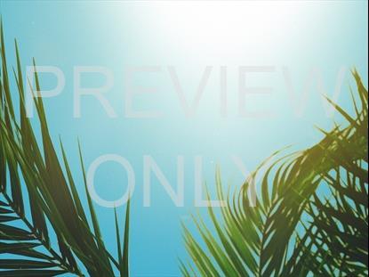 Bright Holy Week Palm Sunday Branches