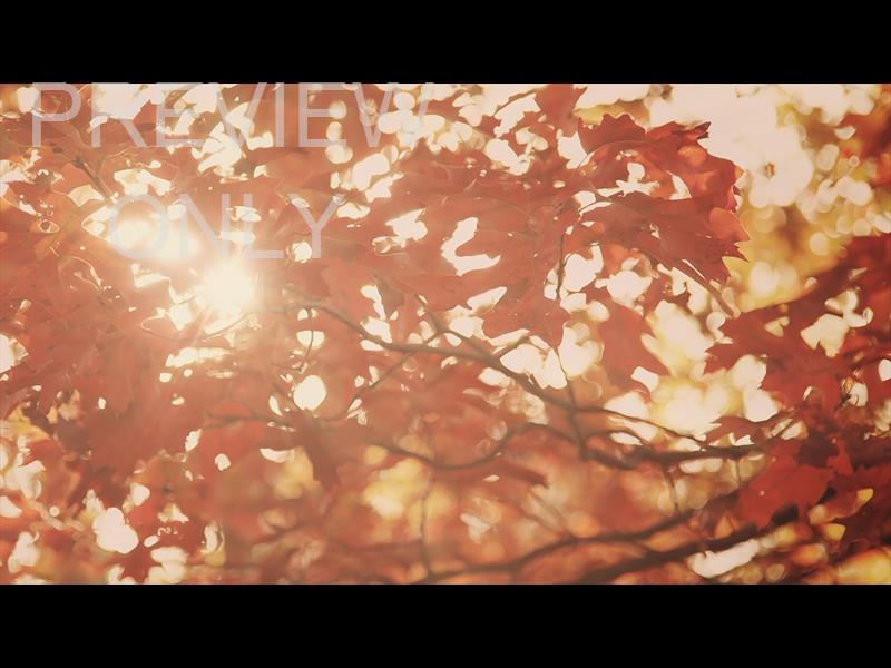 Fall Colors Sun Leaves Red