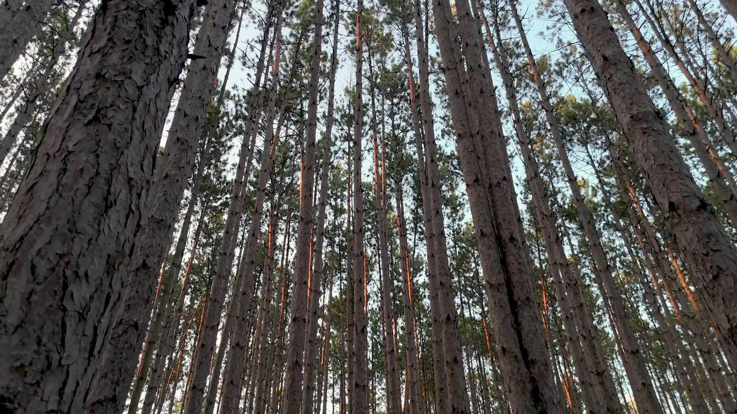 The Forest 5