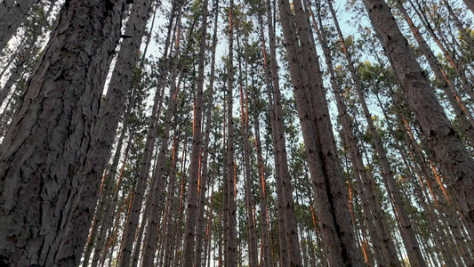 The Forest 5