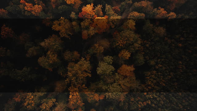 Autumn Foliage 3 Alt
