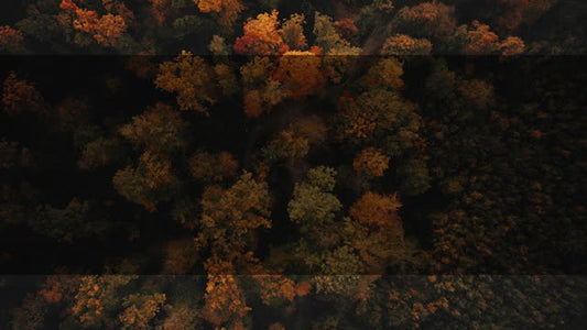 Autumn Foliage 3 Alt