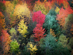 Autumn Colors