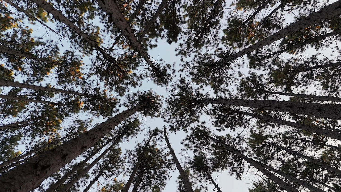 The Forest 3