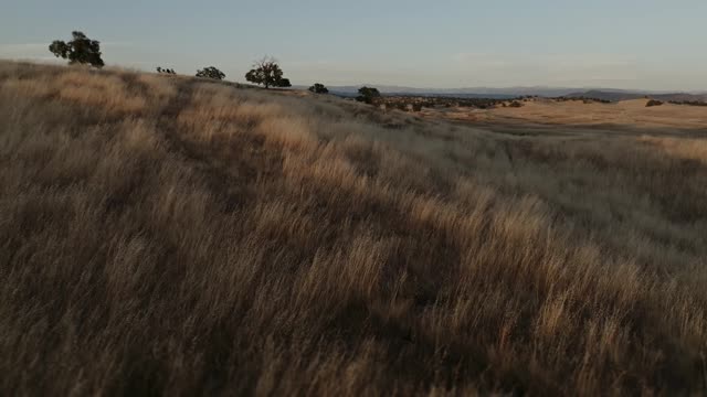 Golden Pastures Motion Background 12