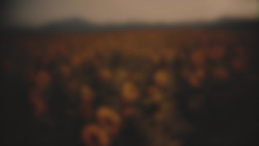 Vintage Sunflowers Side Blur