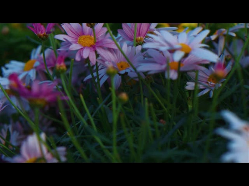 Springs Embrace Motion Background 15