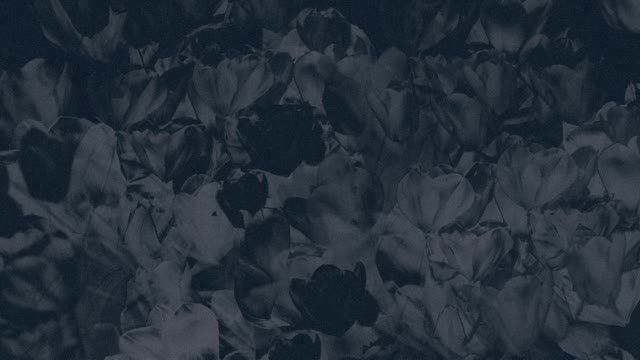 Hyper Bloom 13