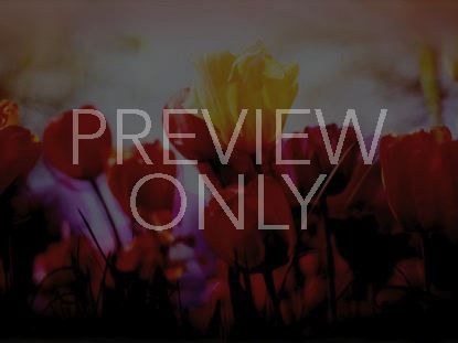 Mother's Day 01 Blank Still