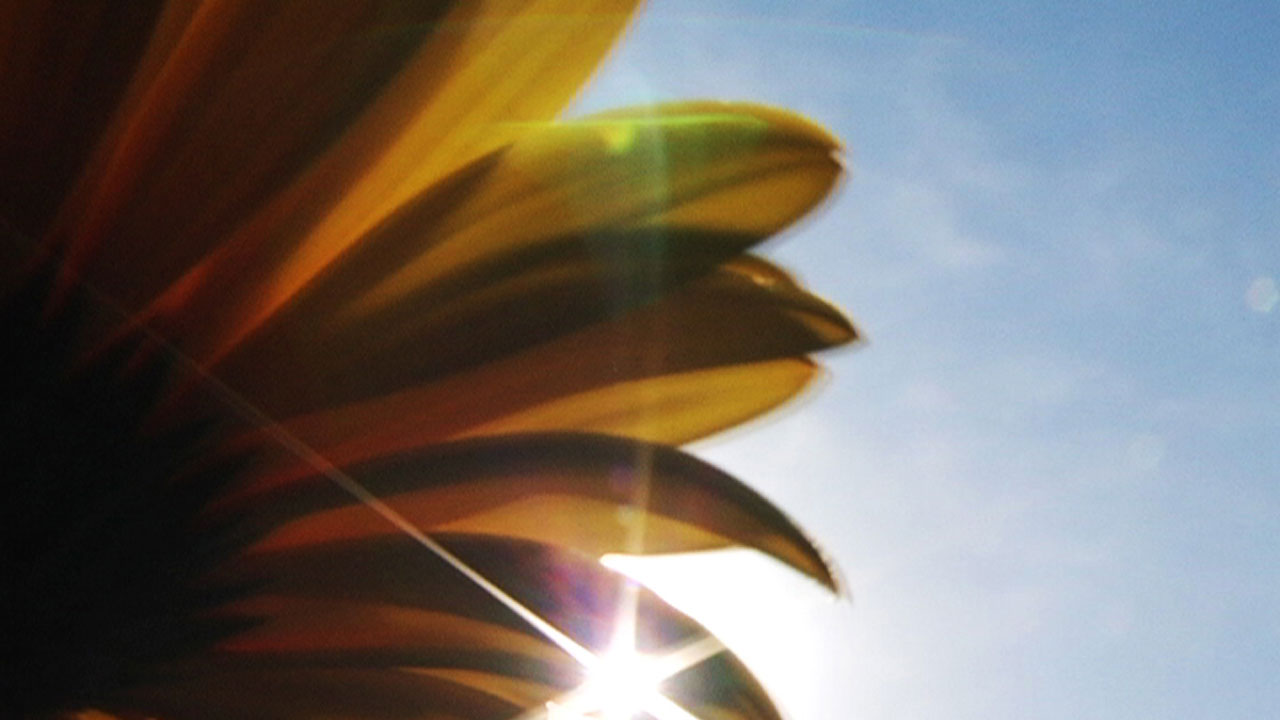Flower And Sun Flare