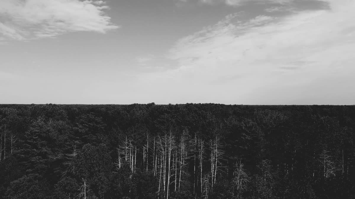 The Forest 10 Bw Still