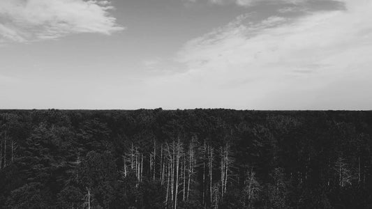The Forest 10 Bw Still