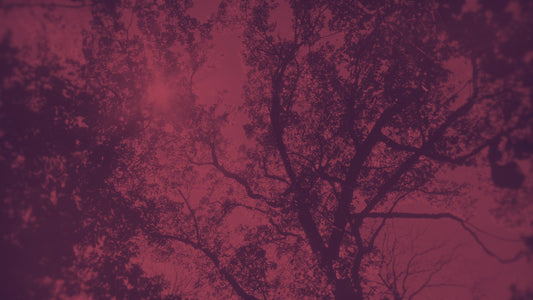 Autumn Canopies 3 Duotone Still