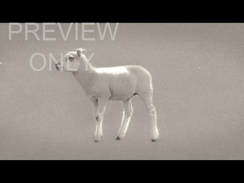 Bible Animals 2 Sheep Bw Still
