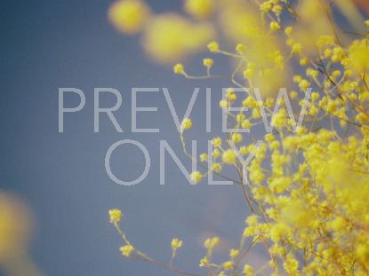 More Yellow Flowers
