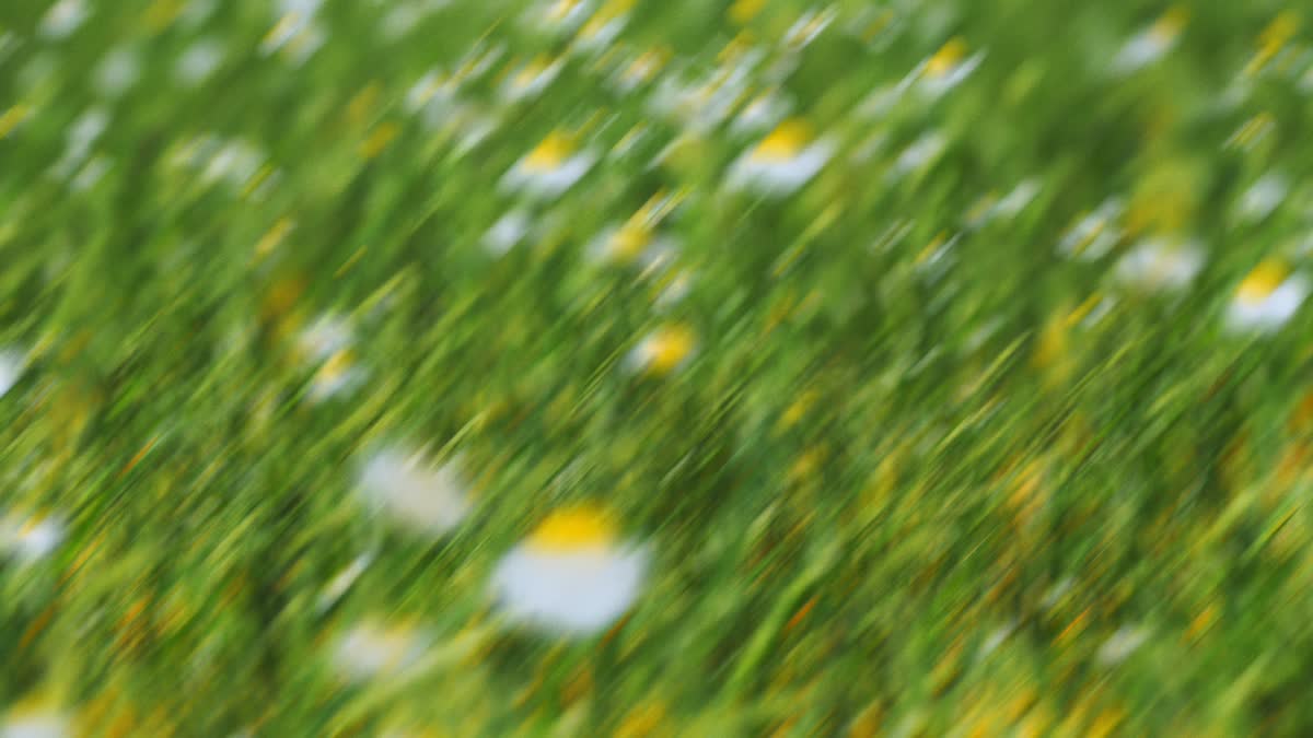 Springtime Bloom 2