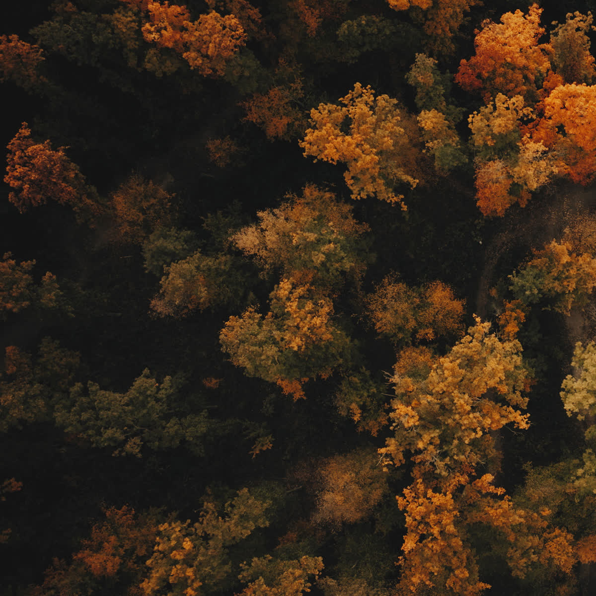 Autumn Foliage Sunday Blank