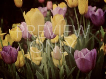 Spring Flowers 2