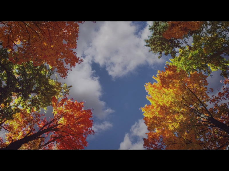 Fall Trees 6